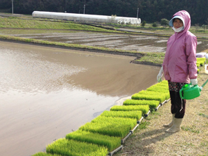 Boerin bij de rijstplantjes